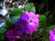 41 Primula hirsuta